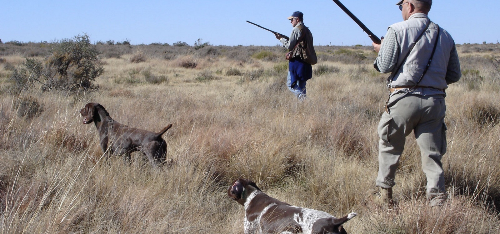 South African Versatile Hunting Dog Alliance